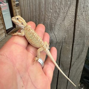 bearded dragon