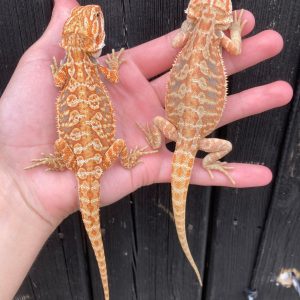 hypo leatherback bearded dragon