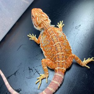 hypo bearded dragon