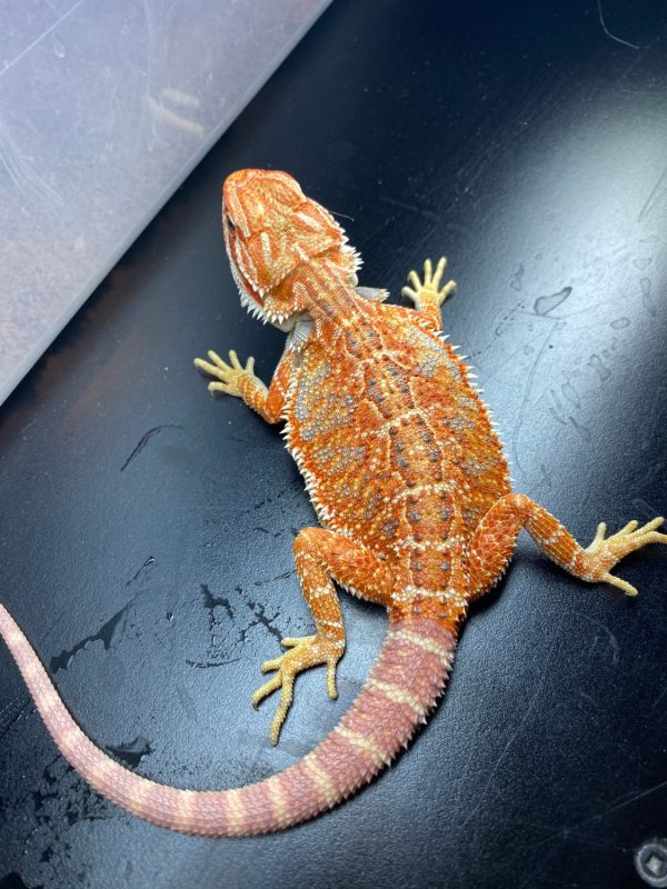 hypo bearded dragon