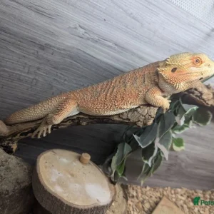 bearded dragon for sale