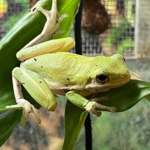 american green tree frog