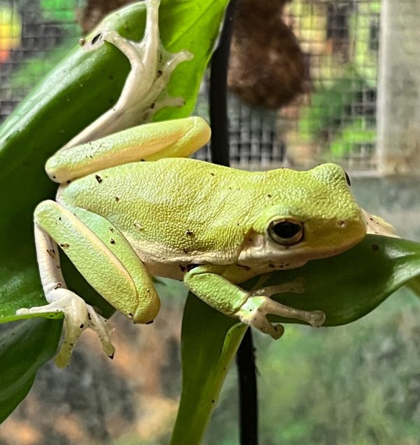 american green tree frog