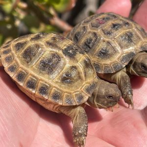 russian tortoise