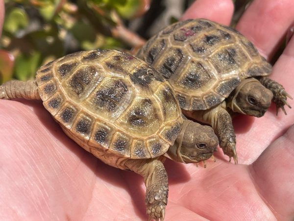 russian tortoise