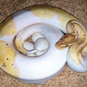 banana pied python