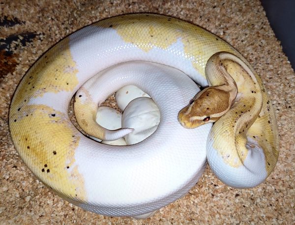 banana pied python