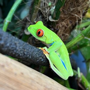 red eye tree frog