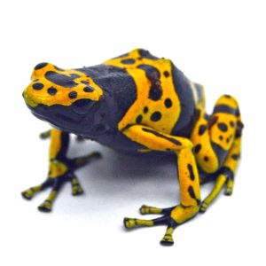 dart frogs