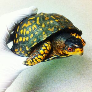 eastern box turtle