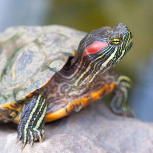 red eared slider turtle