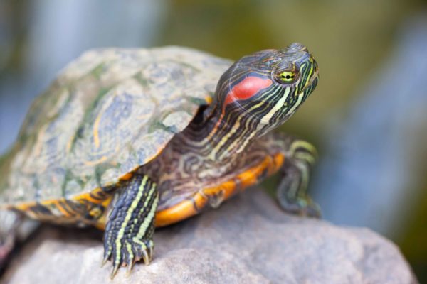 red eared slider turtle