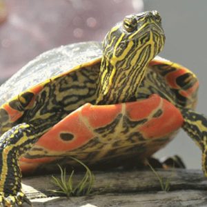 western painted turtle