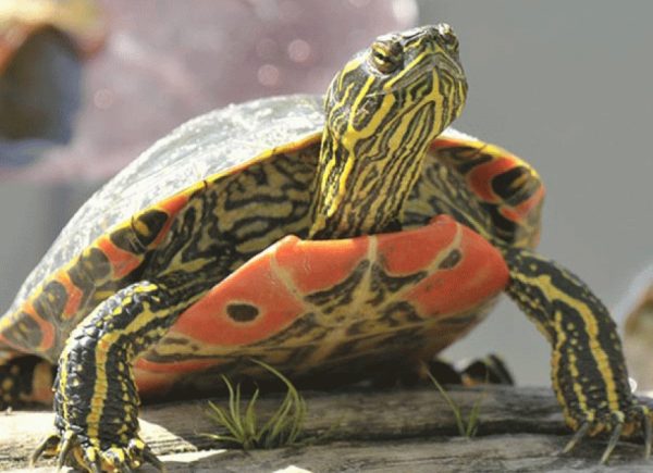 western painted turtle