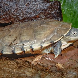 african tortoise