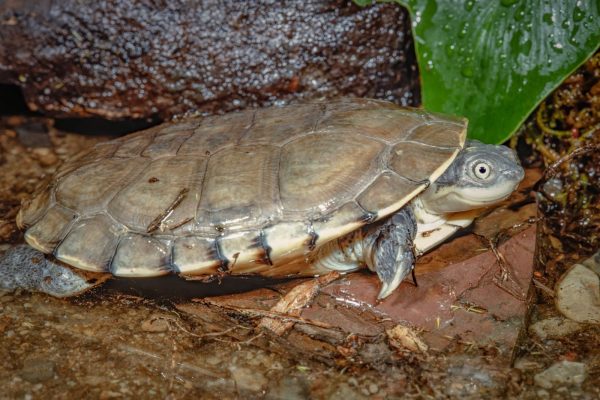 african tortoise