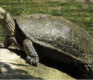 caspian pond turtle