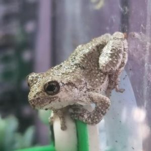 gray tree frogs