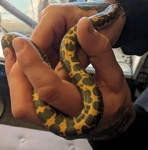 kenyan sand boa