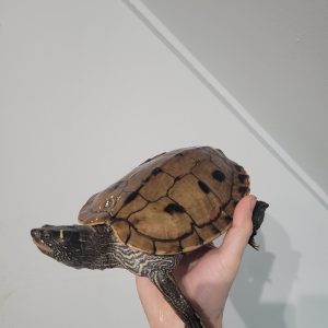 mississippi map turtle