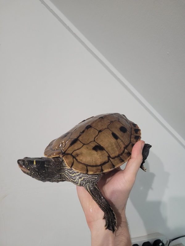 mississippi map turtle